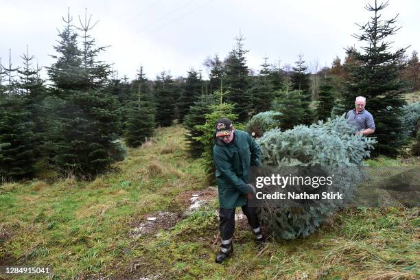 Employees of Clayton Fold Christmas Tree Farm are seen preparing Nordmann Fir and Norway Spruce trees before they go on sale during the Christmas...