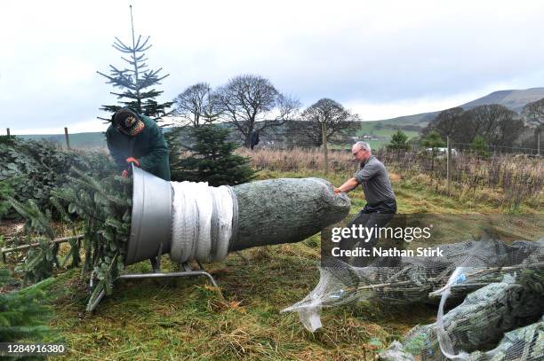 Employees of Clayton Fold Christmas Tree Farm are seen preparing Nordmann Fir and Norway Spruce trees before they go on sale during the Christmas...