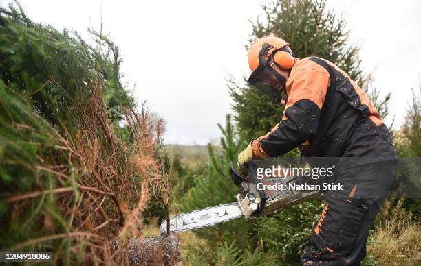 Cameron Burness an employee of Clayton Fold Christmas Tree Farm is seen chain sawing Nordmann Fir and Norway Spruce trees before they go on sale...