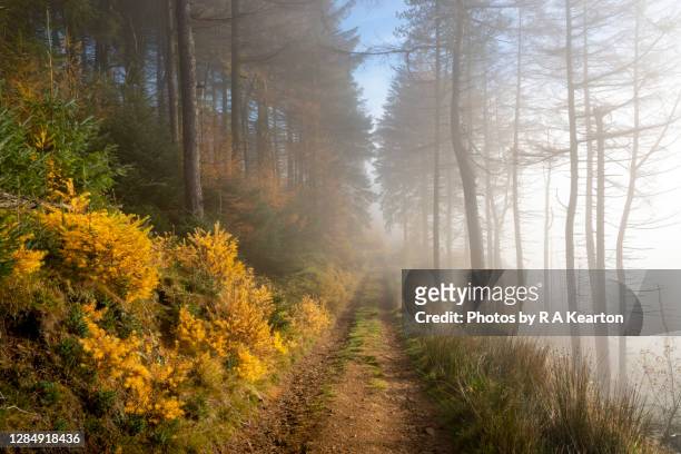 track through a misty forest in autumn - november weather stock pictures, royalty-free photos & images