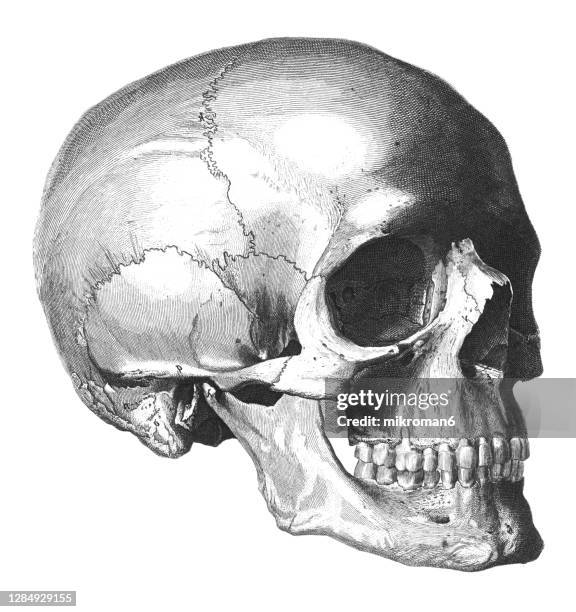 old engraved illustration of the bones of the human head - skull stock-fotos und bilder