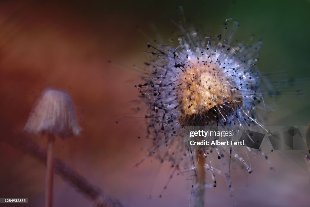 Pilz mit Schimmel