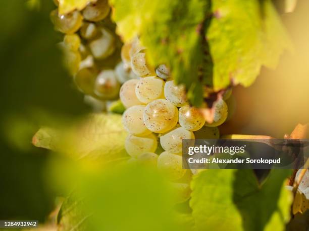 juicy bunches of ripe grapes hang on the autumn vine. sunny weather. time before harvest. wine production in alsace. - witte druif stockfoto's en -beelden