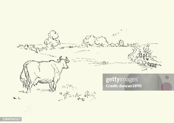 the cow watching the milkmaid and the squire - rhyme stock illustrations