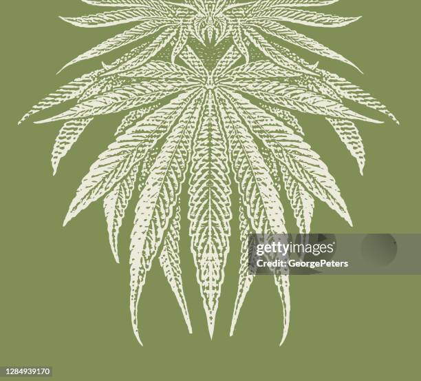 vector engraving of hemp leaves - hemp leaf stock illustrations