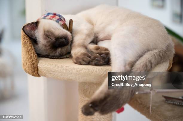 siamese cat or "wichien maat" sleeping. siamese cat is a pale cat with a dark facial mask, feet, ears and tail. - black siamese cat stock pictures, royalty-free photos & images