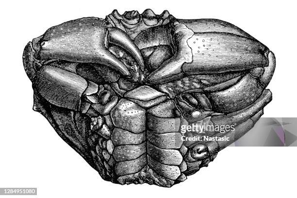 krebs quadrilobatus - turtle river stock-grafiken, -clipart, -cartoons und -symbole