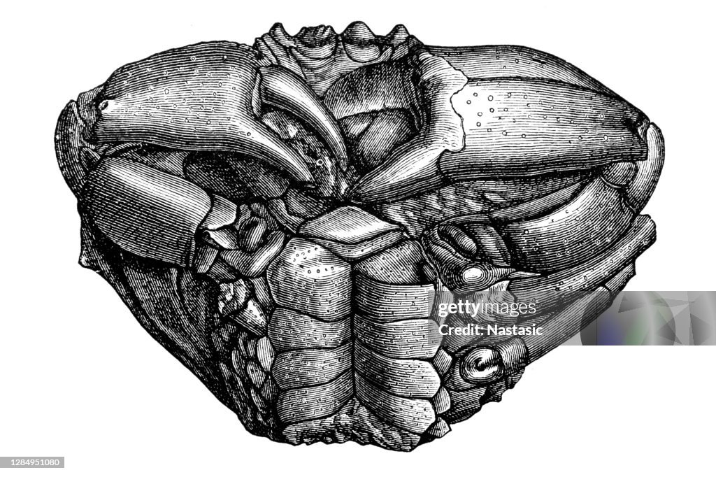 Cancer quadrilobatus