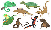 Reptiles and amphibians set