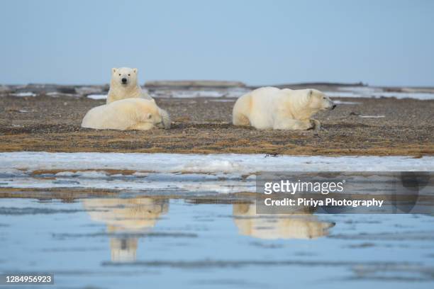 polar bear family from arctic village in alaska - polar bear stock-fotos und bilder