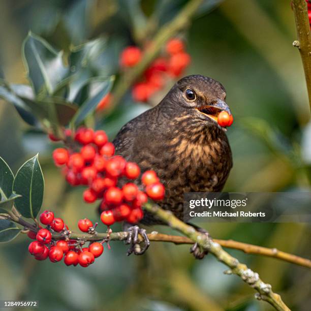 common or eurasian blackbird (turdus merula) feeding on holly berries - wild essen stock-fotos und bilder