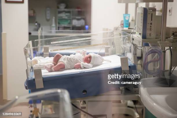 newborn baby girl, doctor cutting baby's umbilical cord, babygirl at hospital - incubator stock pictures, royalty-free photos & images