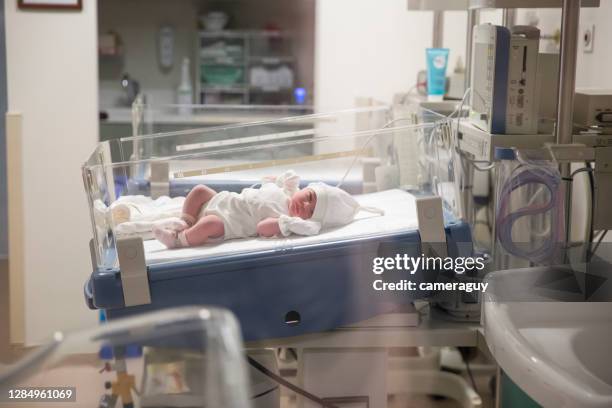 nyfödd flicka, läkare skära barnets navelsträng, babygirl på sjukhus - hospital nursery bildbanksfoton och bilder