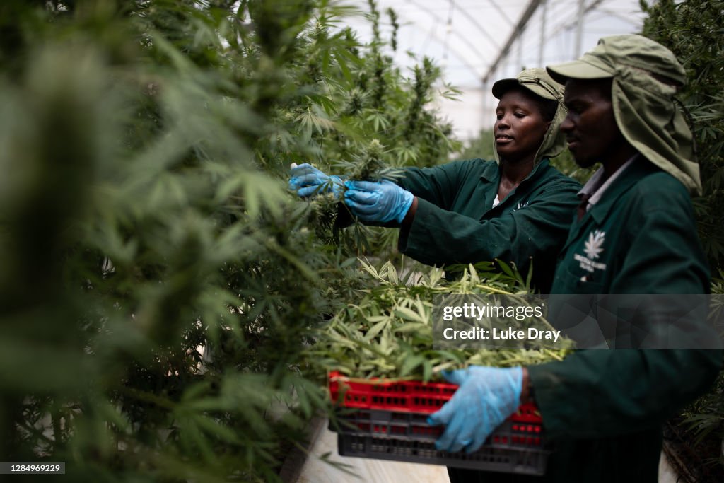 Uganda Sows Seeds Of Medical Marijuana Industry