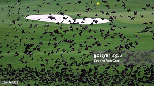 Red winged black birds fly over the second fairway during a practice round prior to the Masters at Augusta National Golf Club on November 10, 2020 in...