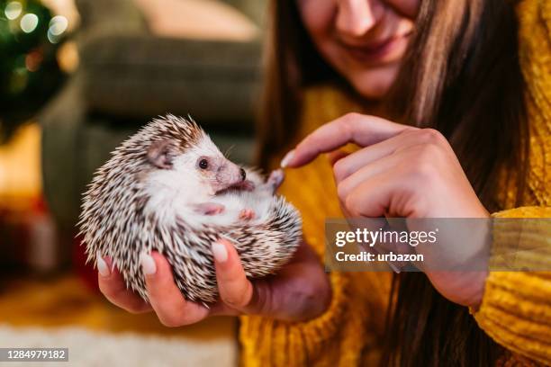 frau und ihr igel zu weihnachten - igel stock-fotos und bilder