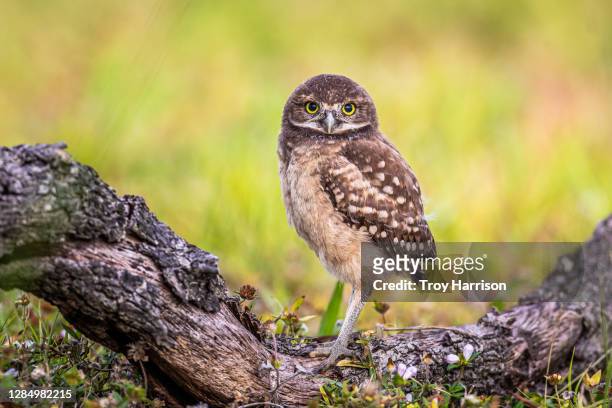 burrowing owl chick on log - holenuil stockfoto's en -beelden