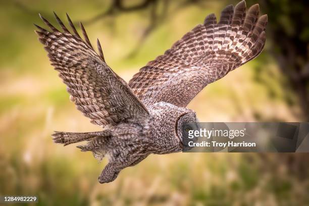 great gray owl in flight - laplanduil stockfoto's en -beelden