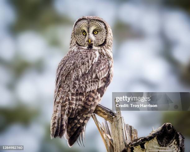 great gray owl - great grey owl stock pictures, royalty-free photos & images