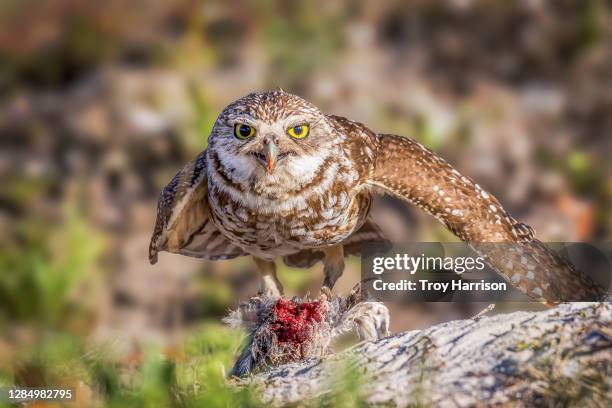 burrowing owl on prey - mochuelo excavador fotografías e imágenes de stock