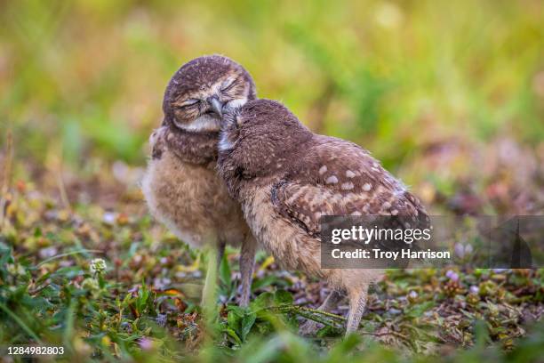 burrowing owl chicks kissing - animals kissing stockfoto's en -beelden