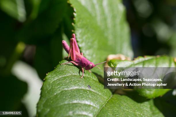 pink grasshopper in the sun - endangered species stock pictures, royalty-free photos & images