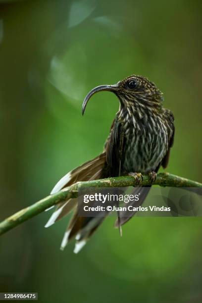white-tipped sicklebill - white tipped sicklebill stock pictures, royalty-free photos & images