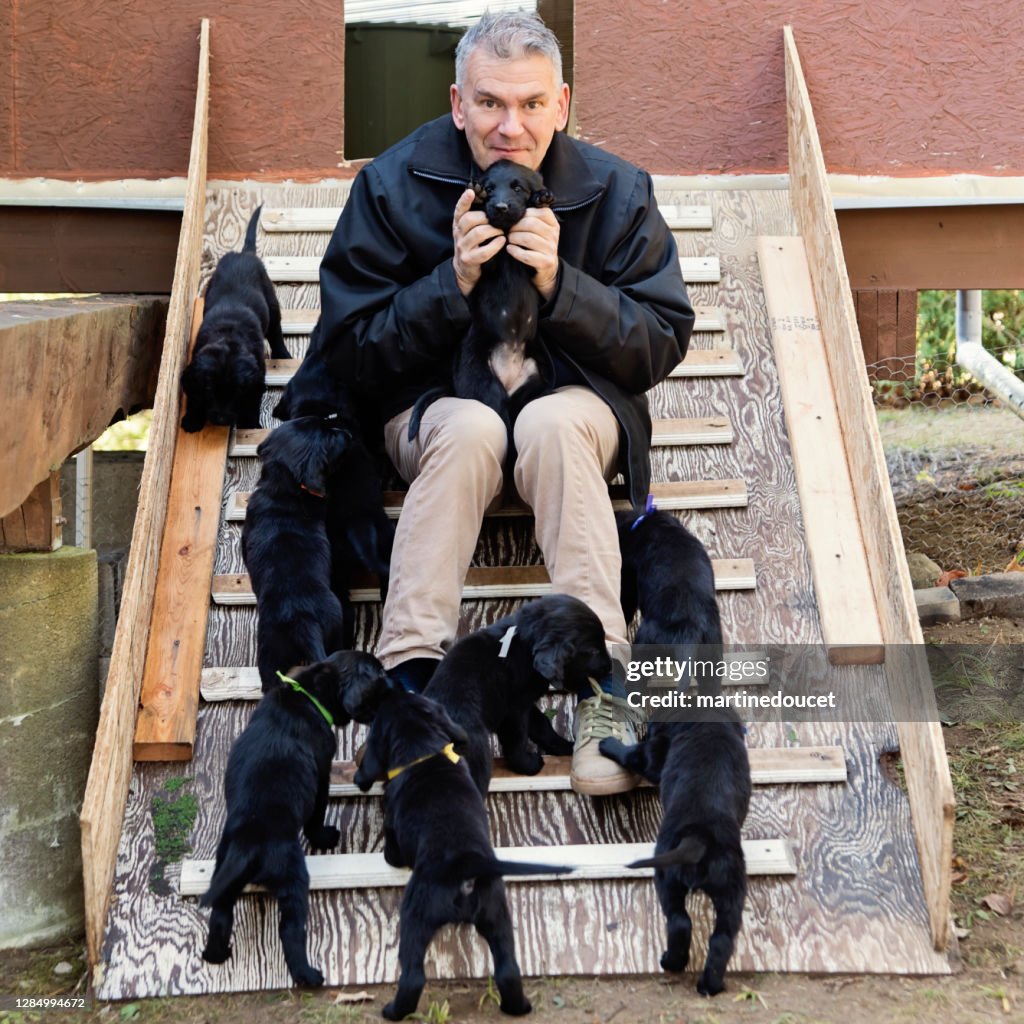 Mature man with purebred flat-coated retriever puppy litter.