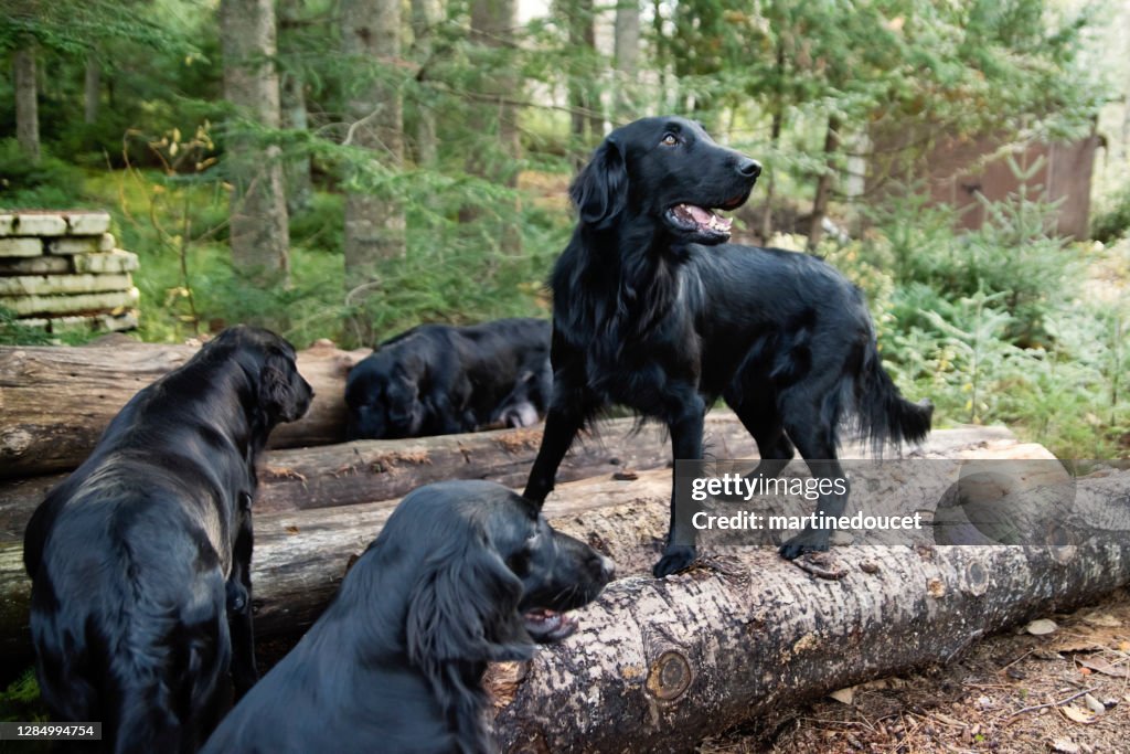 Four purebred flat-coated retrievers of the same family.