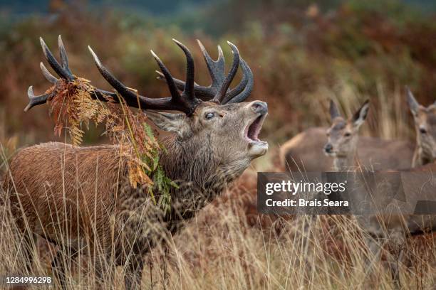 red deer (cervus elaphus) stag in forest during the rut - brunst stock-fotos und bilder