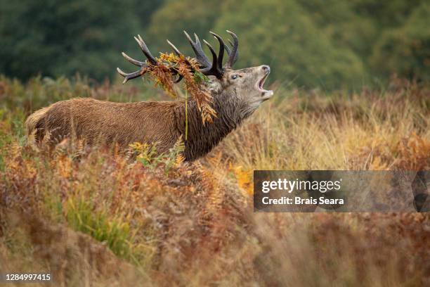 red deer (cervus elaphus) stag in forest during the rut - brunst stock-fotos und bilder