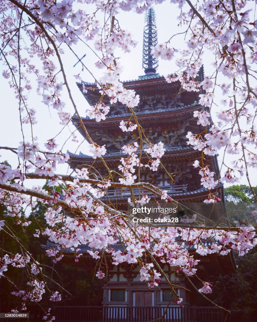 Japanese cherry blossoms and five-storied pagoda (Daigoji Temple)