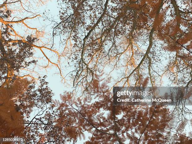rust colored autumn leaf foliage on cusp of sunset - leaf rust stock pictures, royalty-free photos & images