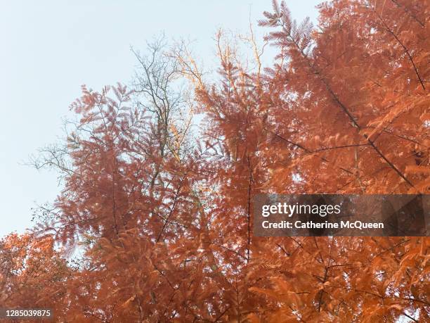 rust colored autumn leaf foliage - leaf rust stock pictures, royalty-free photos & images