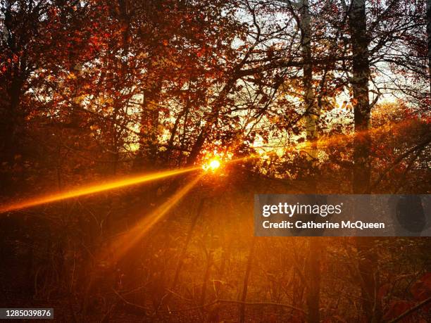 sunset viewed through rust colored autumn leaf foliage - leaf rust stock pictures, royalty-free photos & images