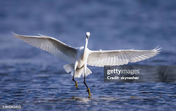 little egret flying above the pond. - little egret (egretta garzetta) stock pictures, royalty-free photos & images