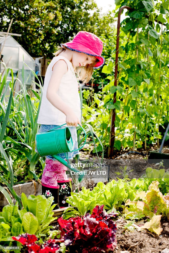 Girl watering lettuces