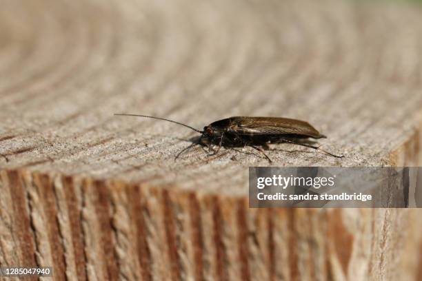 forest cockroach or lesser cockroach, ectobius sylvestris, walking along a wooden fence at the edge of woodland. - ゴキブリ ストックフォトと画像