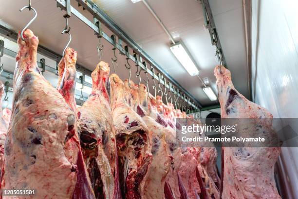 close up meats hanging in the cold store. cattles cut and hanged on hook in a slaughterhouse. - slaughterhouse stock pictures, royalty-free photos & images
