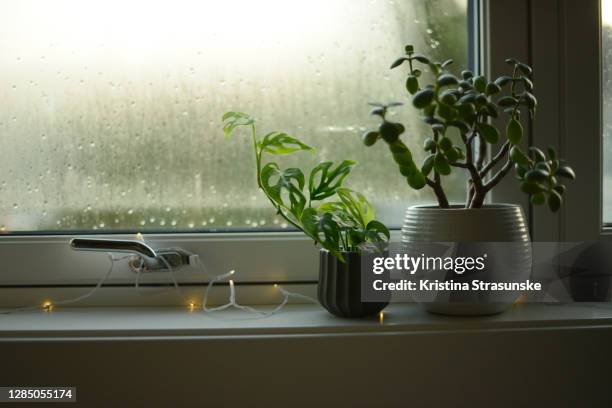 Window Sill Raining 374 Window Sill Rain Stock Photos, High-Res Pictures, and Images ...