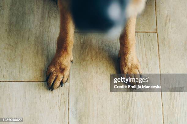 german shepard paw on the floor, close- up - duitse herder stockfoto's en -beelden