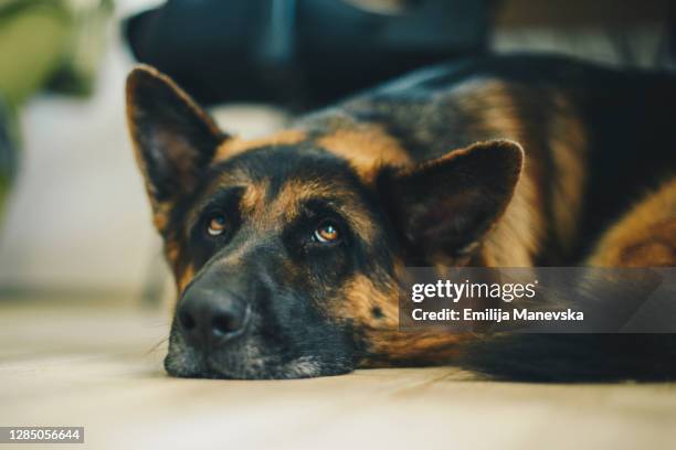 senior german shepard dog napping on the floor - alsation imagens e fotografias de stock