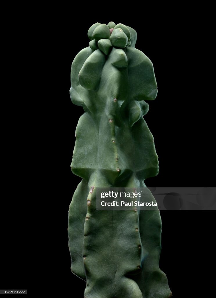Pachycereus schottii f. monstruosus (senita cactus, totem cactus, whisker cactus)