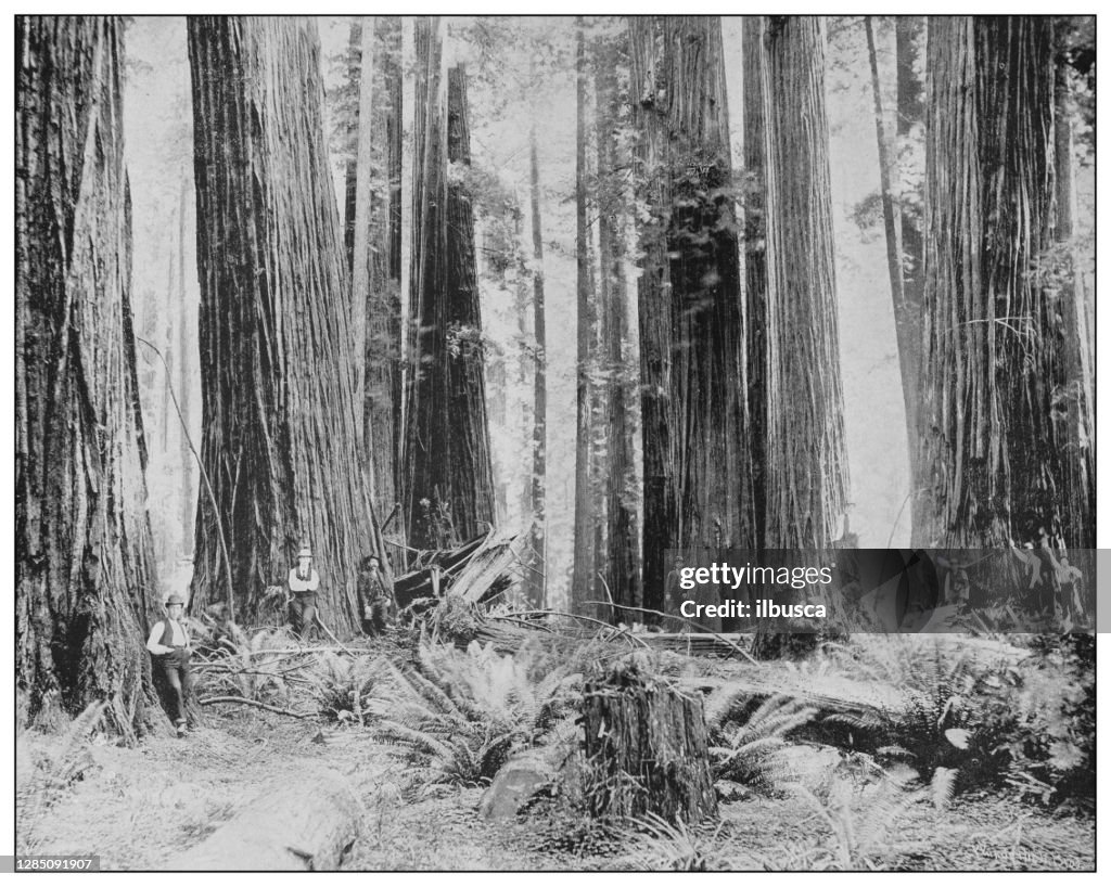 Antique black and white photo of the United States: Oregon forest