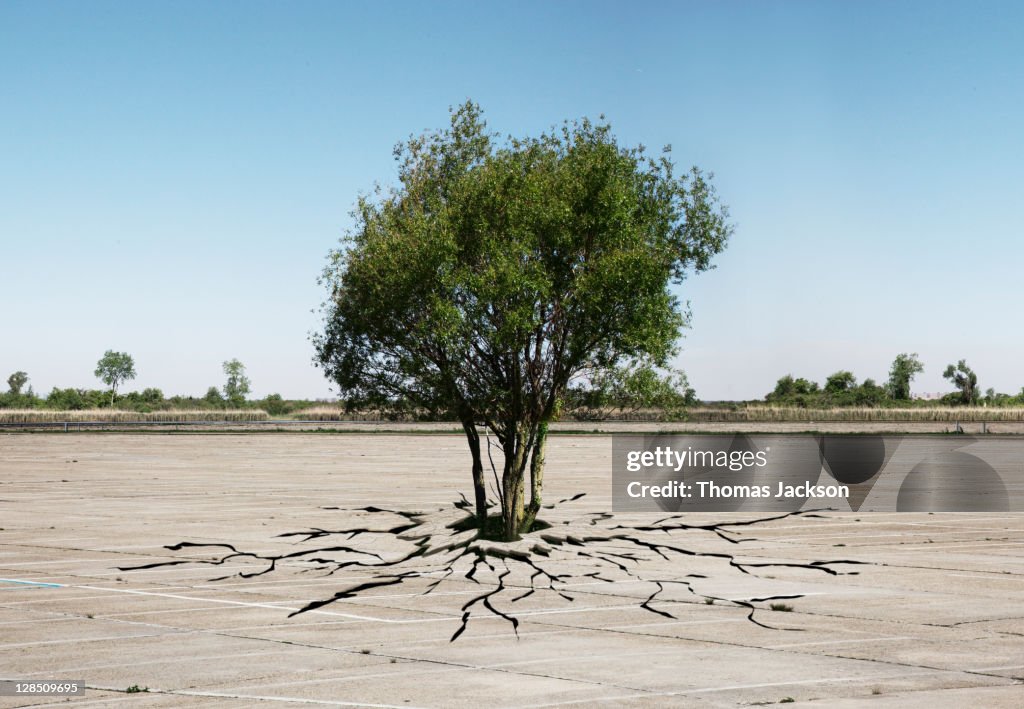 Tree Breaking Through Concrete High-Res Stock Photo - Getty Images