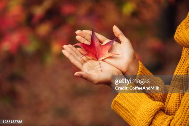 frau hält einen herbst blatt - herbstlaub stock-fotos und bilder