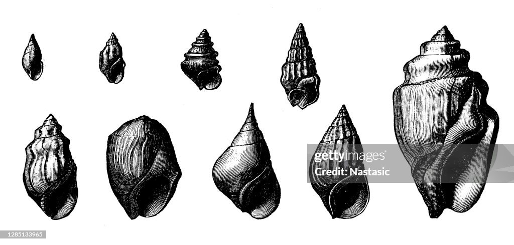 Fossils from the Pliocene and Miocene Era