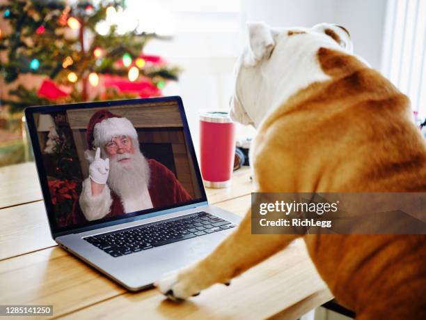 dog at home on a web chat meeting with santa claus - funny christmas dog stock pictures, royalty-free photos & images