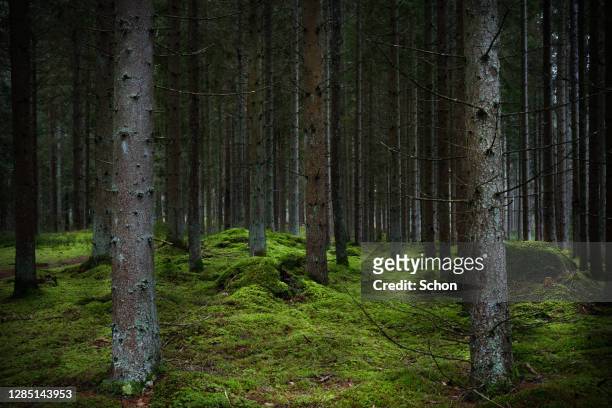 spruce forest with moss in the dark in autumn - moss ストックフォトと画像