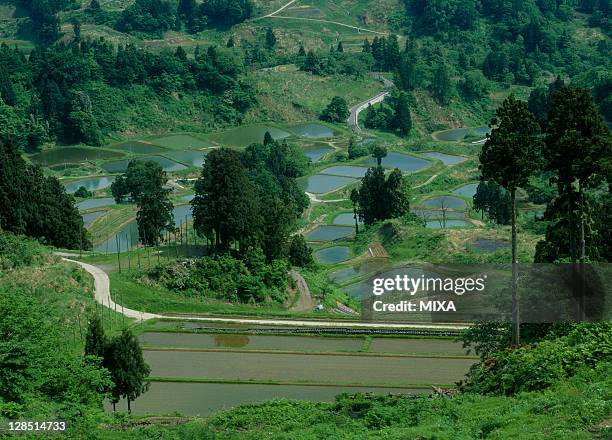 rice paddies and mount yahiko, yahiko, nishikanbara, niigata, japan - 長岡市 個照片及圖片檔